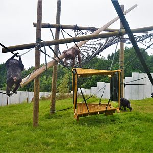 Chimps in new enclosure