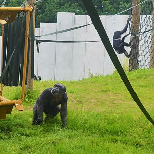 Chimps in new enclosure