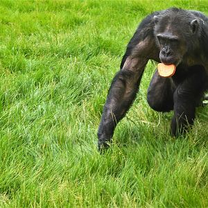 Chimpanzee outdoors