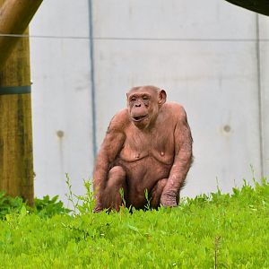 Chimpanzee outdoors