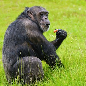 Chimpanzee outdoors in new enclosure