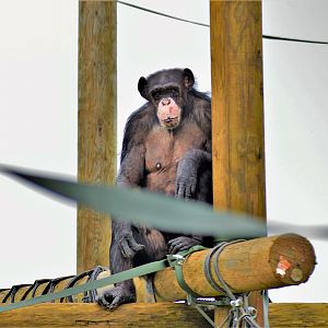 Chimp in new outdoor area