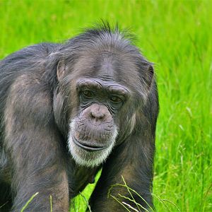 Chimp in new outdoor area