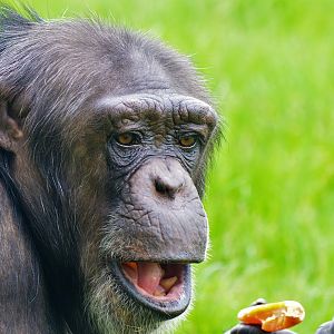 Chimp in new enclosure