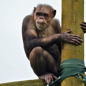 Chimpanzee outdoors