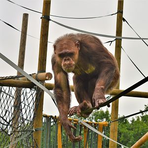 Chimp in new enclosure