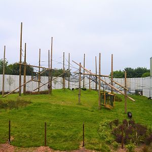 Chimps in new outdoor area