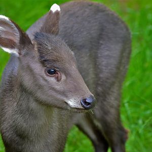 Michie’s tufted deer
