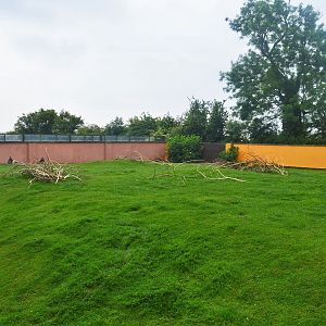 Western grey kangaroo enclosure