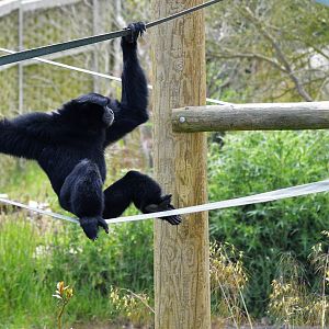 Siamang