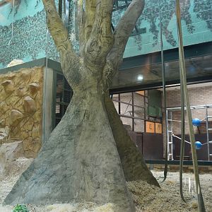 Bornean orang utan indoor area