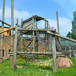 Bornean orang utan outdoor area