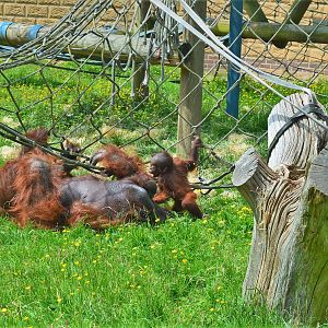 Bornean orang utans playing