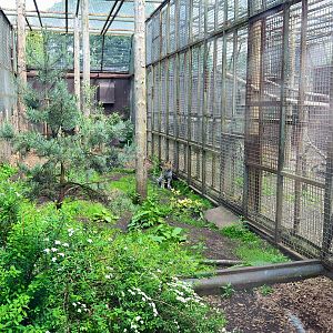 Part of Amur leopard cage