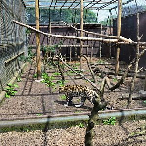 Part of Amur leopard cage