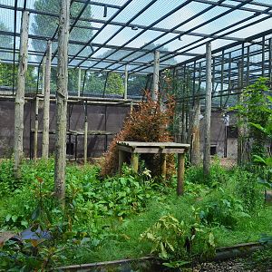 Part of Amur leopard cage
