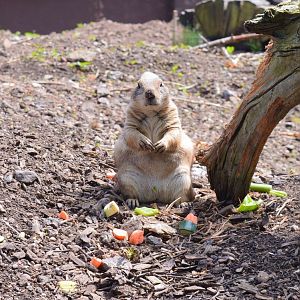 Black-tailed prairie dog