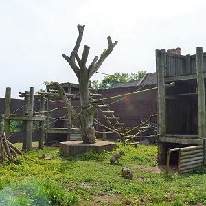 Mara and South-American coati enclosure