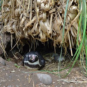 Penguin nest
