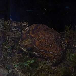 Cuban small-eared toad (Bufo empusus)