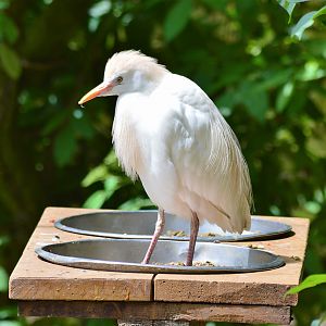 Cattle egret