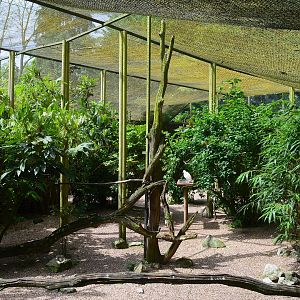 Borneo longhouse aviary