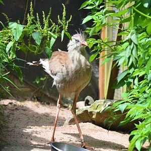Red-legged seriema