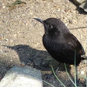 Black Wheatear (Oenanthe leucura)