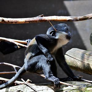 Young l'hoest's monkey