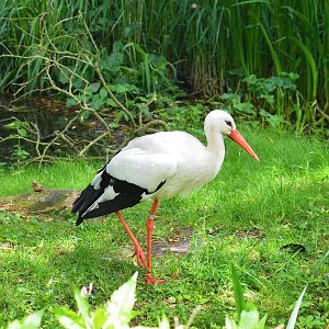 White stork