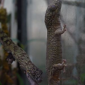 Vieillard's chamaeleon gecko (Eurydactylodes vieillardi)