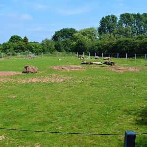 Asian elephant grass paddock
