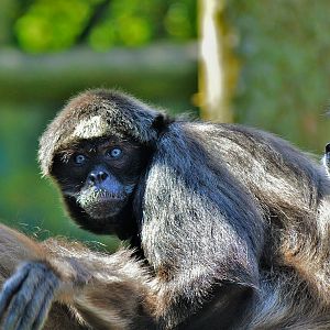 Variegated spider monkey