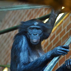 Bonobo