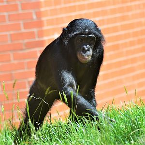 Young bonobo