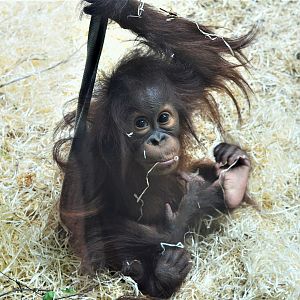 Young Bornean orang utan
