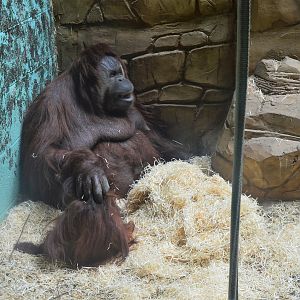Bornean orang utans indoors