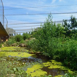 Snow leopard enclosure