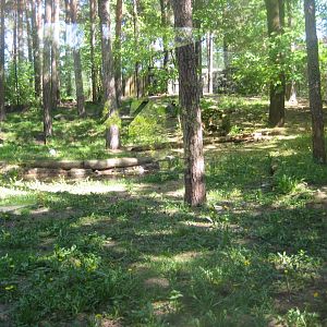 Riga Zoo - Dhole exhibit