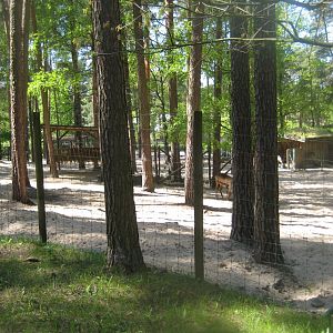 Riga Zoo - Reindeer exhibit