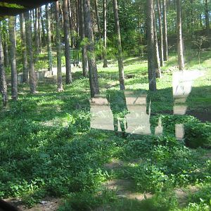 Riga Zoo - Maned wolf exhibit