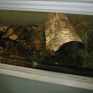 Riga Zoo - House for Latvian herps - Common toad exhibit