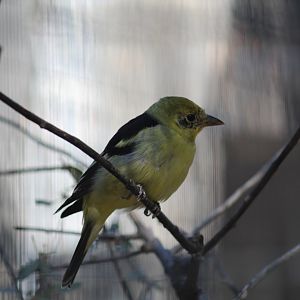 Western Tanager (Piranga ludoviciana)