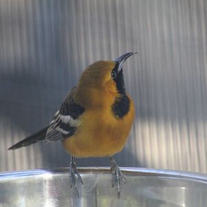 Hooded Oriole