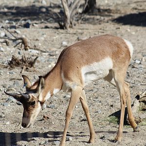 Peninsular Pronghorn
