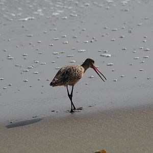 Marbled Godwit