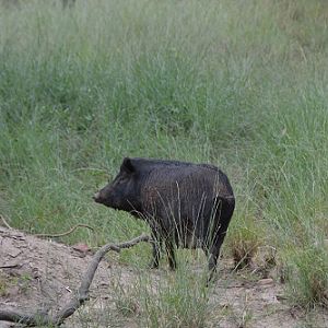 Wild pig.  Introduced pest.