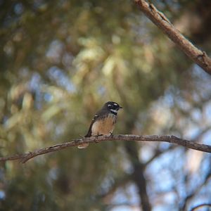 Grey fantail flycatcher.