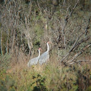 Brolgas.