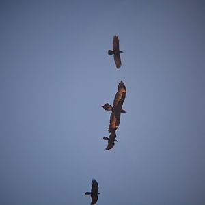 Wedge-tailed eagle attacked by ravens.